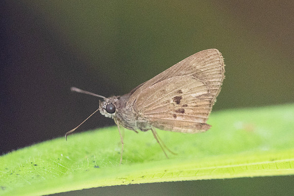 Carystus argus-0131