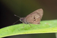 Carystus argus-0134