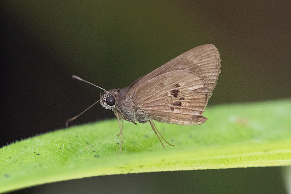 Carystus argus-0134