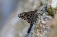 Cecropterus dorantes-2- Minca - 15/07/25