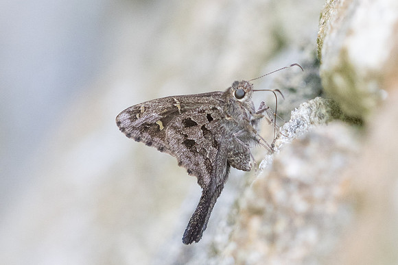 Cecropterus dorantes-4 - Minca - 15/07/25