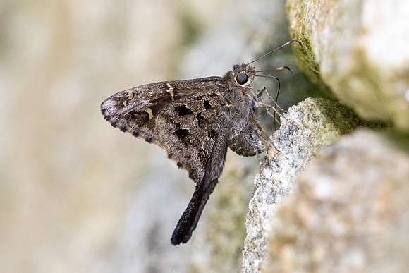 Cecropterus dorantes-6- Minca - 15/07/25