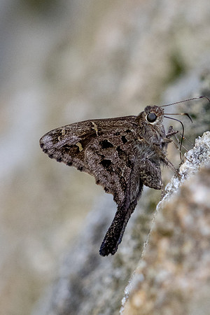 Cecropterus dorantes-1- Minca - 15/07/25