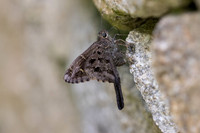 Cecropterus dorantes-10- Minca - 15/07/25