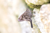 Cecropterus dorantes-11- Minca - 15/07/25
