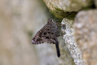 Cecropterus dorantes-12- Minca - 15/07/25