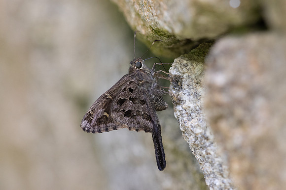 Cecropterus dorantes-13- Minca - 15/07/25