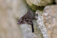 Cecropterus dorantes-14- Minca - 15/07/25