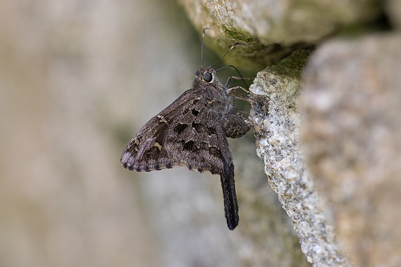 Cecropterus dorantes-14- Minca - 15/07/25