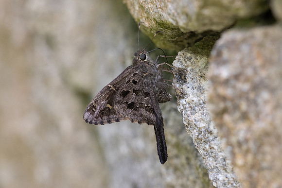 Cecropterus dorantes-15- Minca - 15/07/25