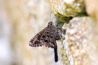 Cecropterus dorantes-19- Minca - 15/07/25