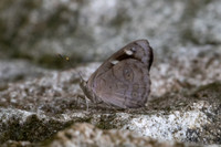 Eunica monina-0572