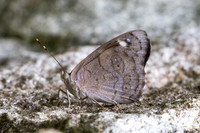 Eunica monina-0574