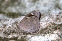 Eunica monina-0573