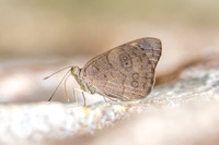 Eunica monina-0580