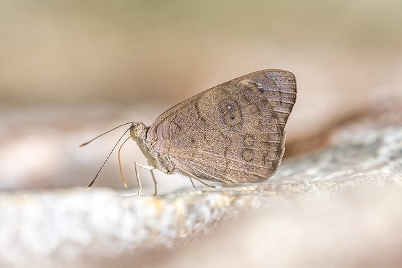 Eunica monina-0580