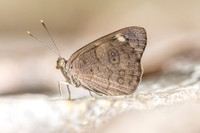 Eunica monina-0578