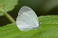 Eurema albula-2219