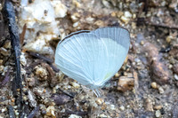 Eurema albula-2044