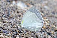 Eurema albula-2153