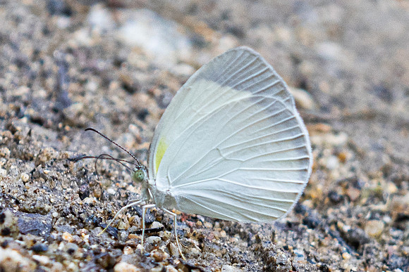 Eurema albula-2153