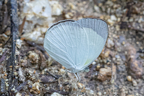 Eurema albula-2047