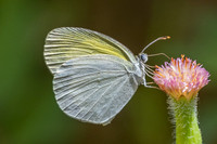 Eurema elathea-4011