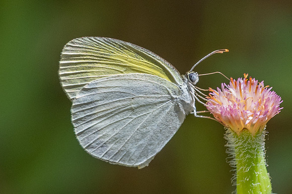 Eurema elathea-4011