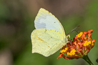 Eurema mexicana-2698 - Minca - 17/07/25