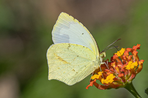Eurema mexicana-2698 - Minca - 17/07/25