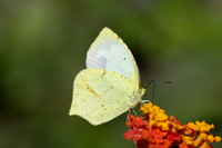 Eurema mexicana-2704 - Minca - 17/07/25
