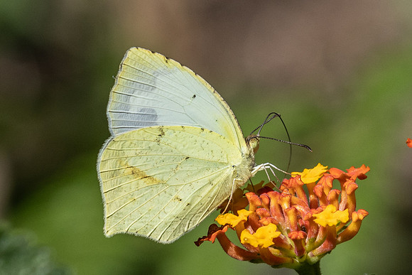 Eurema mexicana-2701 - Minca - 17/07/25
