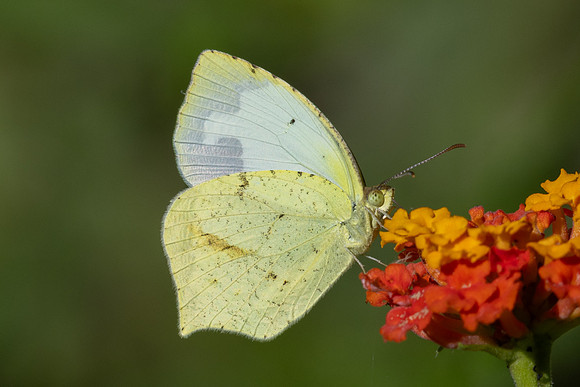 Eurema mexicana-2703 - Minca - 17/07/25