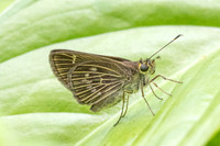 Eutocus matildae id--1948