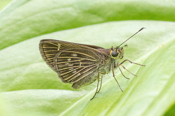 Eutocus matildae id--1948