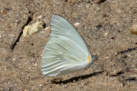 Glutophrissa drusilla