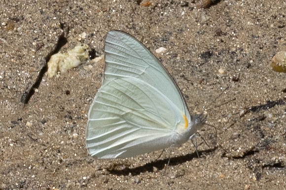 Glutophrissa drusilla-0403 - Minca - 15/07/25
