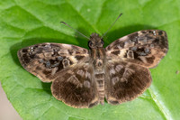 Gorgythion begga-0758