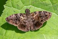 Gorgythion begga-0745