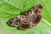 Gorgythion begga-0752