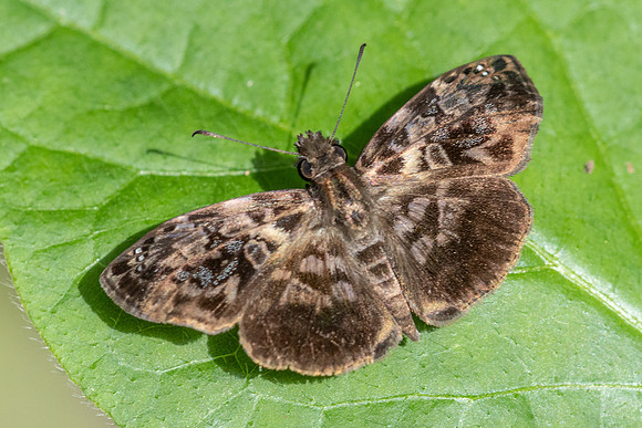 Gorgythion begga-0752