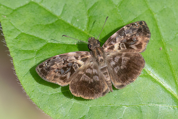 Gorgythion begga-0754
