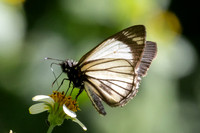 Heliopetes alana-5956