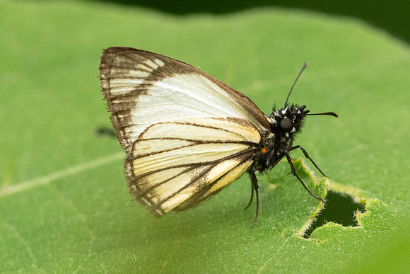 Heliopetes alana-5340