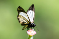 Heliopetes alana-7159