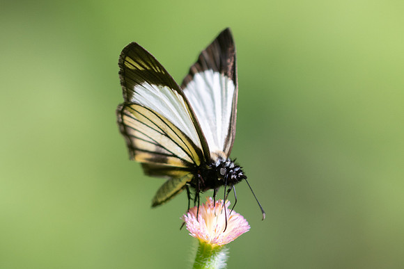 Heliopetes alana-7159