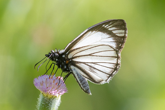 Heliopetes alana-2526