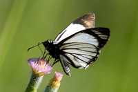 Heliopetes alana-2530
