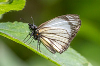 Heliopetes alana-5320