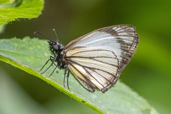 Heliopetes alana-5320